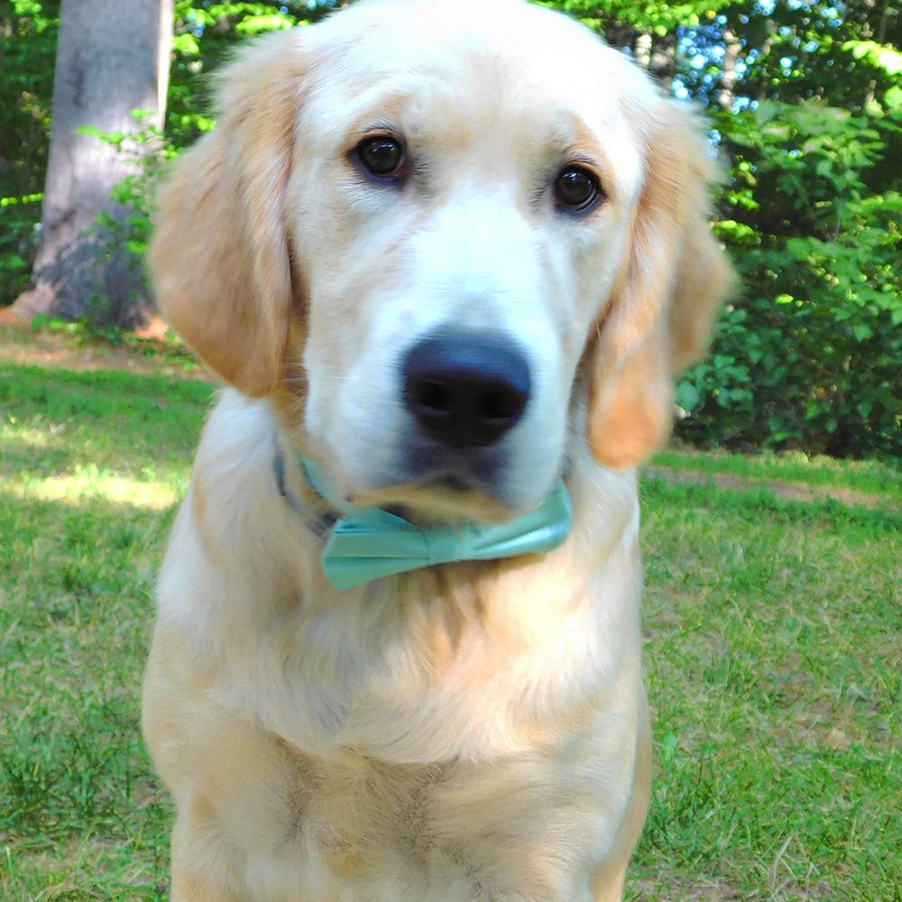 Solid Color Bow Tie - Light Green, Woven Silk, Kids Pre-Tied